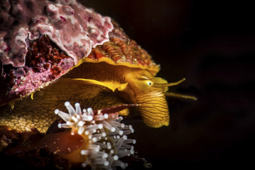 Profile of a sea snail in Monterey, Central California Poster Print by Brook Peterson/Stocktrek Images - Item # VARPSTBRP400006U