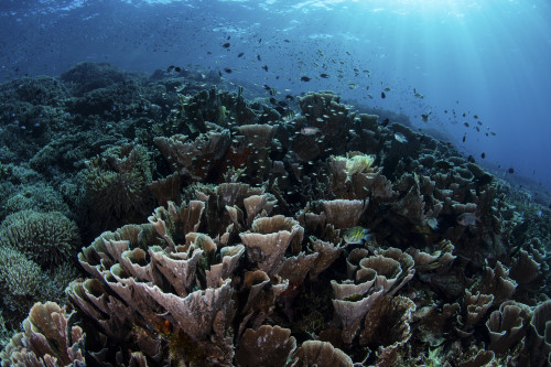 A beautiful and fragile coral reef grows in Komodo National Park, Indonesia Poster Print by Ethan Daniels/Stocktrek Images - Item # VARPSTETH401074U