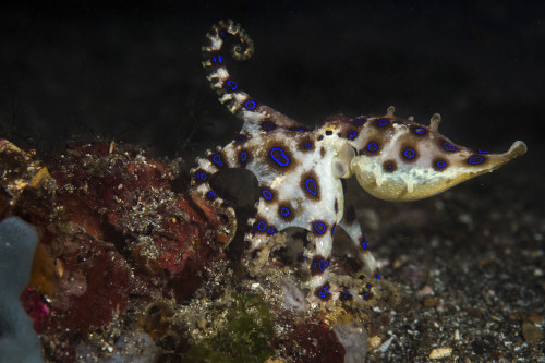 Blue ringed octopus, Lembeh Strait, Indonesia Poster Print by Brook Peterson/Stocktrek Images - Item # VARPSTBRP400063U