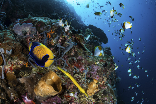 A coronet follows an angelfish in North Sulawesi, Indonesia Poster Print by Brook Peterson/Stocktrek Images - Item # VARPSTBRP400051U