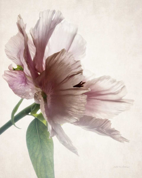 Translucent Peony II Poster Print by Debra Van Swearingen - Item # VARPDX32207HR