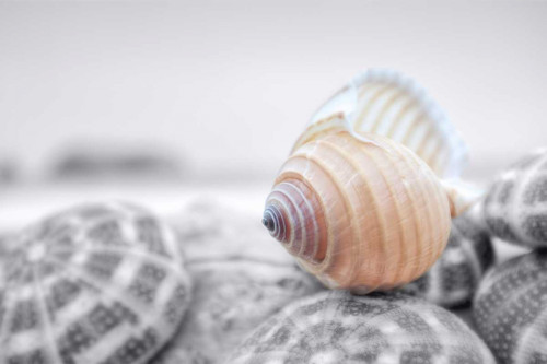 Crescent Beach Shells 15 Poster Print by Alan Blaustein - Item # VARPDXB3434D