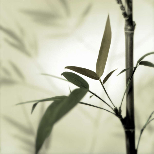 Bamboo #1 Poster Print by Alan Blaustein - Item # VARPDXB3396D