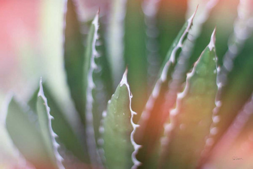 Dream Desert IV Poster Print by Sue Schlabach - Item # VARPDX35495