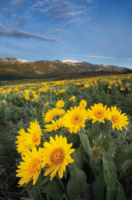 Methow Valley Wildflowers III Poster Print by Alan Majchrowicz - Item # VARPDX33792