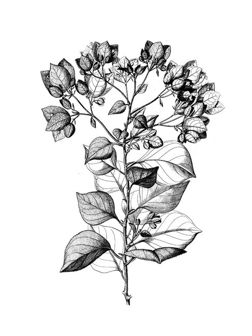 Botanical Black and Poster Print by Kelly Donovan - Item # VARPDX18877