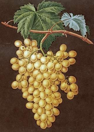 Alexandria Grapes Poster Print by George Brookshaw - Item # VARPDX267785