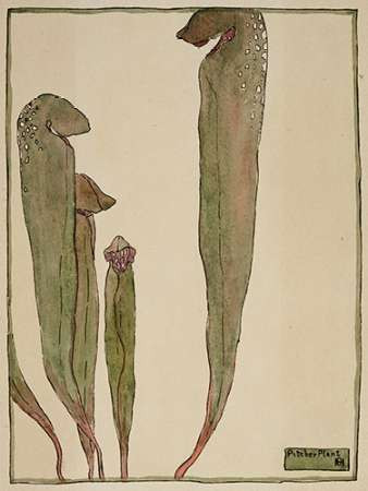 Pitcher Plant Poster Print by Hannah Borger Overbeck - Item # VARPDX460107