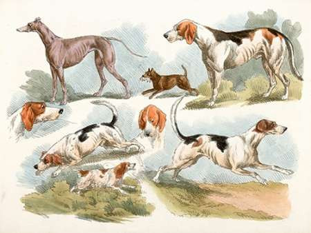 Hunting Dogs, 1817 Poster Print by Henry Thomas Alken - Item # VARPDX460407