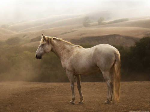 Morning Mist Poster Print by Sally Linden - Item # VARPDXLIN12