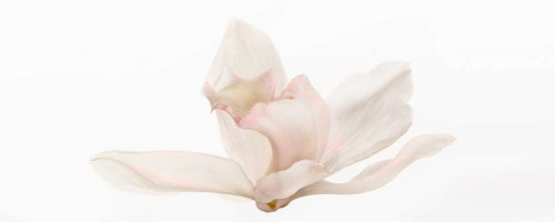 Cattleya Poster Print by Susan Michal - Item # VARPDXRB11953SM