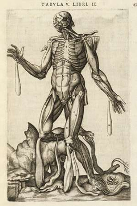 Male figure with muscles and skeleton Poster Print by Andreas Versalius - Item # VARPDX454962