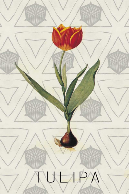 Tulipa Poster Print by Anne Waltz - Item # VARPDXWE0072