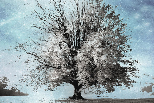 Season of Winter Poster Print by Irene Weisz - Item # VARPDX19106