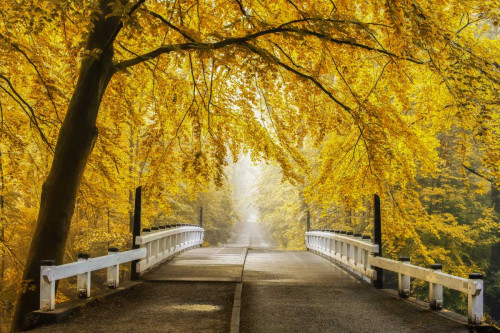Bridge To Fall Iii Poster Print by Lars Van de Goor - Item # VARPDXV639D