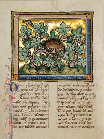 A Hedgehog Poster Print by Franco-Flemish 13th Century - Item # VARPDX454751