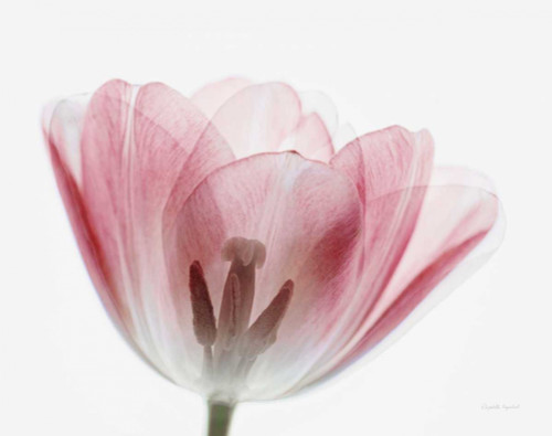 Inside Out III Poster Print by Elizabeth Urquhart - Item # VARPDX33348