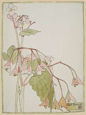 Beef Begonia Poster Print by Hannah Borger Overbeck - Item # VARPDX460104