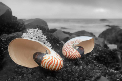 Crescent Beach Shells 2 Poster Print by Alan Blaustein - Item # VARPDXB3415D