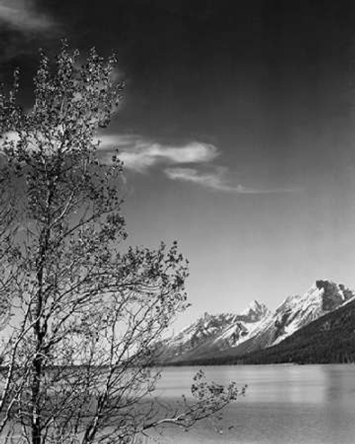 View of mountains with tree in foreground, Grand Teton National Park, Wyoming, 1941 Poster Print by Ansel Adams - Item # VARPDX460782