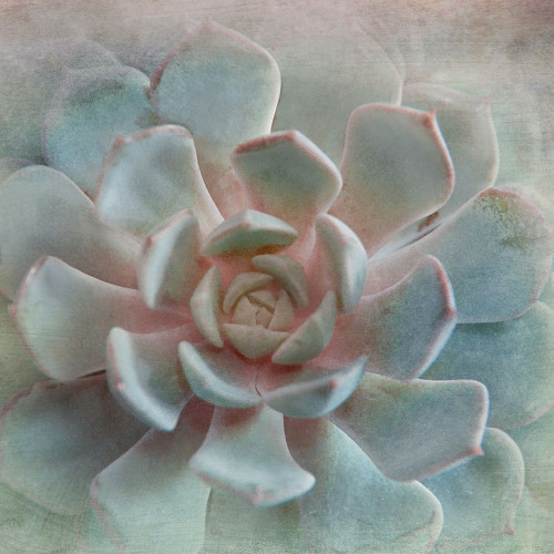 Pastel Succulent II Poster Print by Irene Weisz - Item # VARPDX18985
