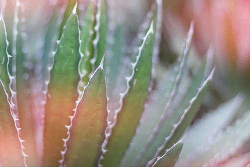 Dream Desert III Poster Print by Sue Schlabach - Item # VARPDX35494