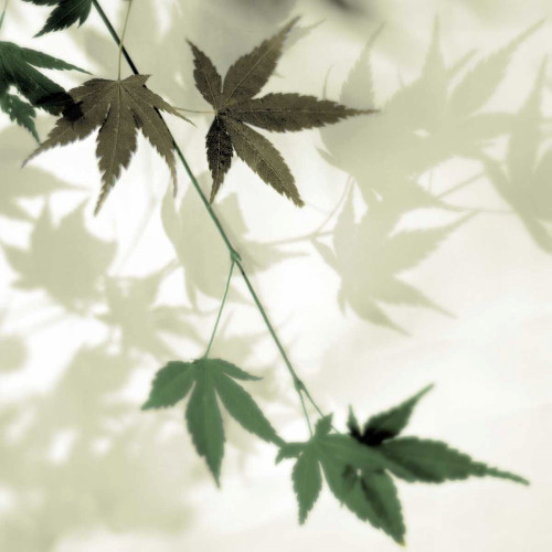 Japanese Maple #2 Poster Print by Alan Blaustein - Item # VARPDXB3398D