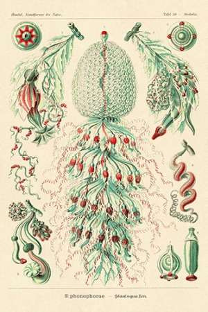 Haeckel Nature Illustrations: Siphoneae Hydrozoa Poster Print by Ernst Haeckel - Item # VARPDX449732