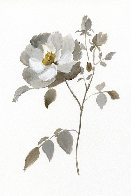 Neutral Rose II Poster Print by Nan - Item # VARPDX18902