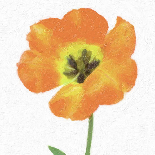 CIRCUS ROSE Poster Print by Taylor Greene - Item # VARPDXTGSQ121B