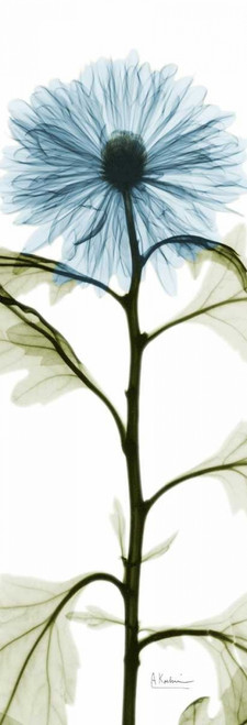 Long Blue Chrysanthemum Poster Print by Albert Koetsier - Item # VARPDXAK5PL021B2