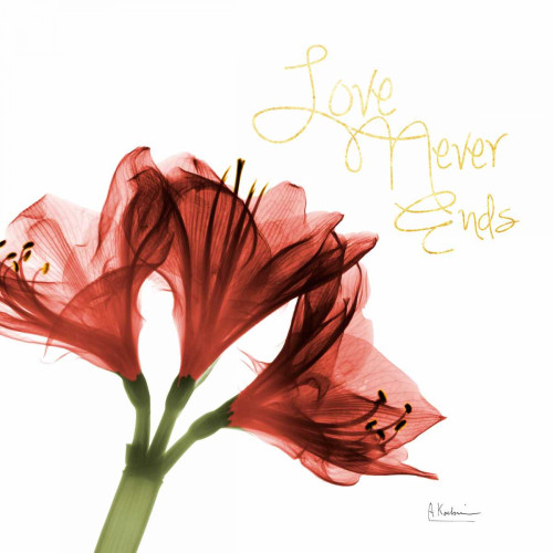 Amaryllis Endless Love Poster Print by Albert Koetsier - Item # VARPDXAK5SQ049B2