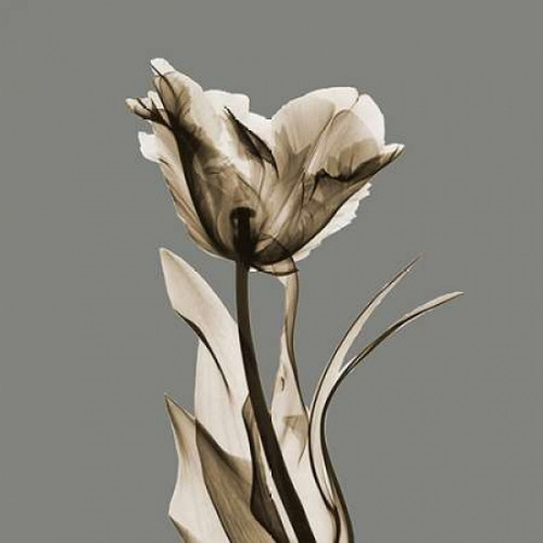 Gray Luster Tulip Poster Print by Albert Koetsier (12 x 12) - Item # PDXAKSQ178HSMALL