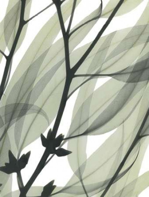 Eucalyptus Safari Poster Print by Albert Koetsier