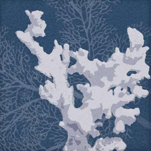 Sea Coral 2 Poster Print by Lauren Gibbons # GLSQ184B