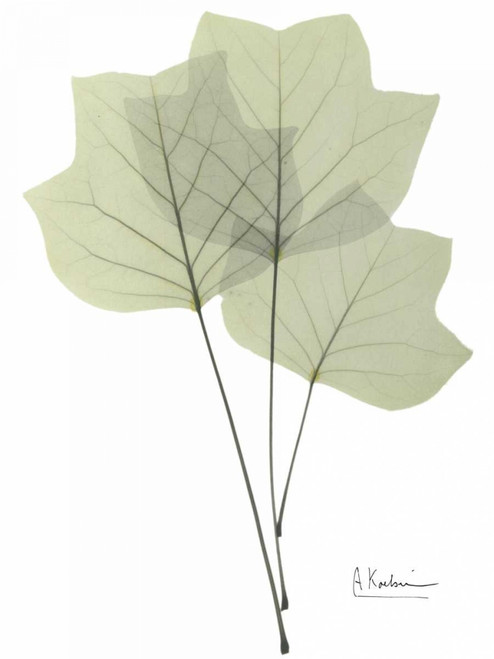 Tulip Tree in Green Poster Print by Albert Koetsier # AKRC088