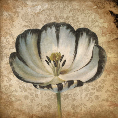 Flower 2 Poster Print by Jace Grey # JGSQ096B