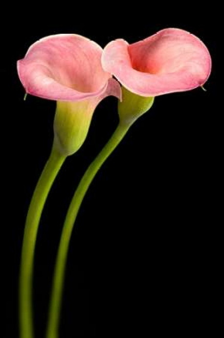 Pink Calla Lilies Poster Print by Beverly Dyer - Item # VARPDXBSRC003A