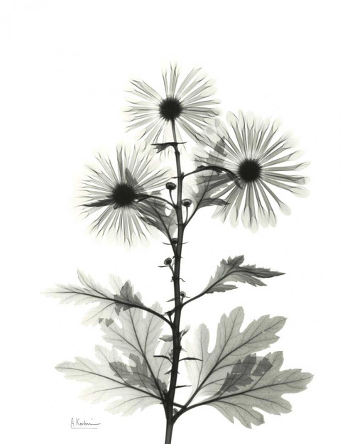 Chrysanthemum for Christine Poster Print by Albert Koetsier # AKRC238