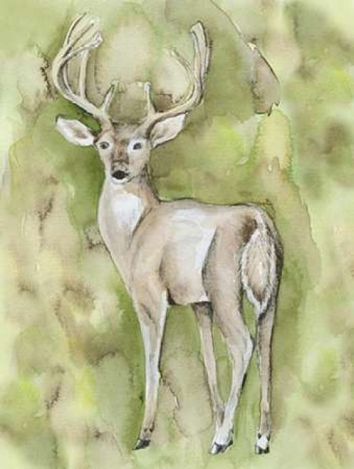 Sterling Deer Poster Print by  Pam Varacek - Item # VARPDXPVRC057B