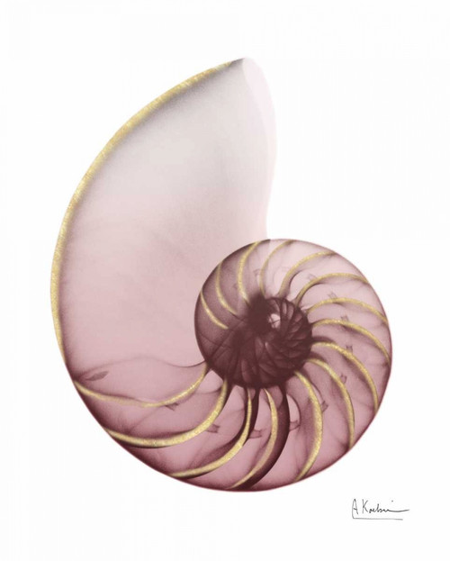 Shimmering Blush Snail 1 Poster Print by Albert Koetsier # AK8RC052A