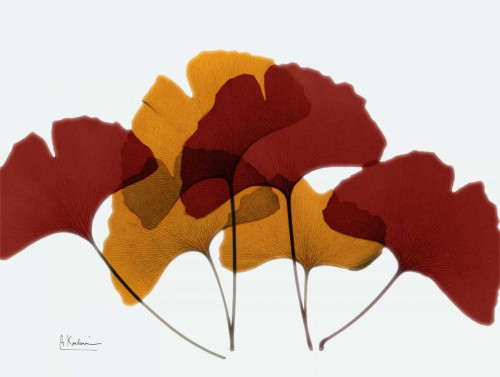 Gingko Fall Poster Print by Albert Koetsier # AK5RC040B3