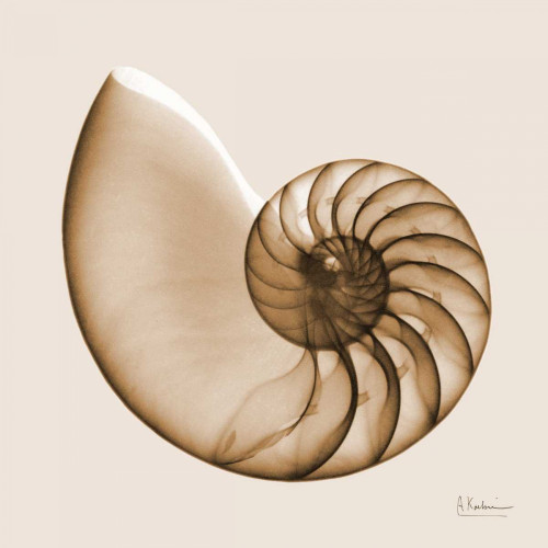 Sepia Nautilus Poster Print by Albert Koetsier - Item # VARPDXAKXSQ386C1