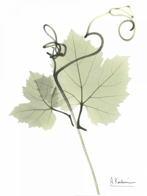 Grape Vine in Pale Green Poster Print by Albert Koetsier - Item # VARPDXAKRC096