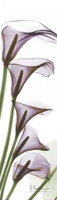 Calla Lilies in Purple Poster Print by Albert Koetsier - Item # VARPDXAKPL097