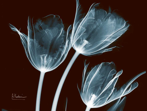 Tulips Blue on Red Poster Print by Albert Koetsier - Item # VARPDXAKRC136A1