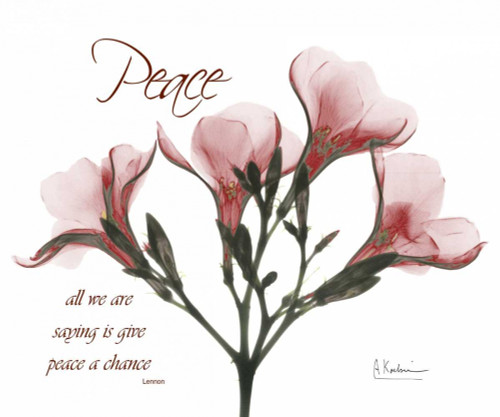Oleander - Peace Poster Print by Albert Koetsier - Item # VARPDXAKRC159B