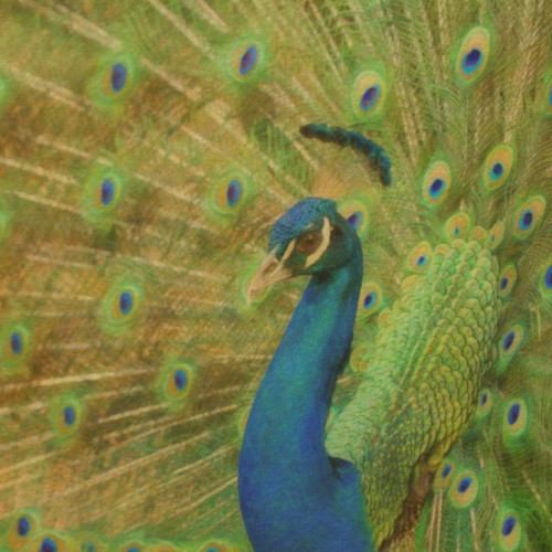 Peacock Love Poster Print by Taylor Greene - Item # VARPDXTGSQ041C1
