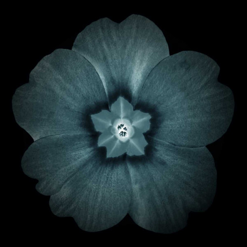 Daylight Floral I Poster Print by Taylor Greene - Item # VARPDXTGSQ048A