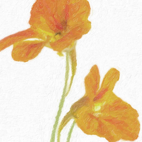 TANGERINE FLORAL  PAIR Poster Print by Taylor Greene - Item # VARPDXTGSQ122C